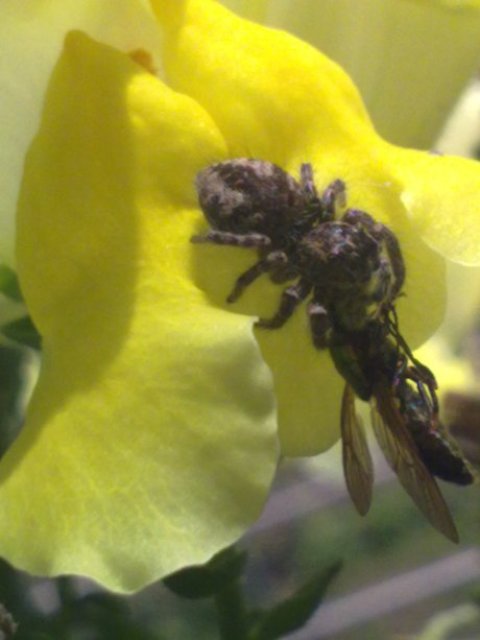 E'' Philaeus chrysops femmina?